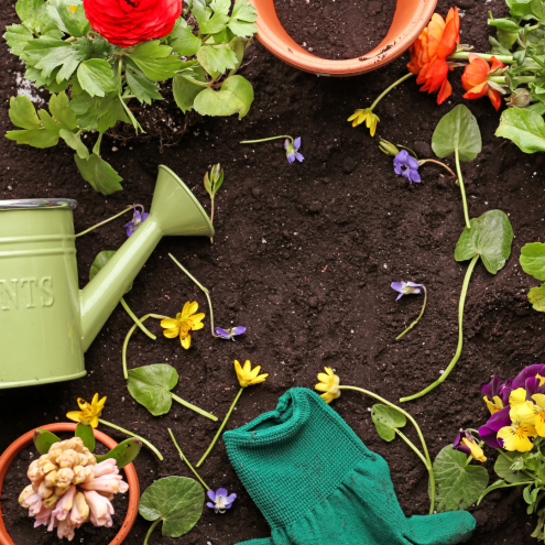 ¿Cómo cuidar tus plantas en primavera?